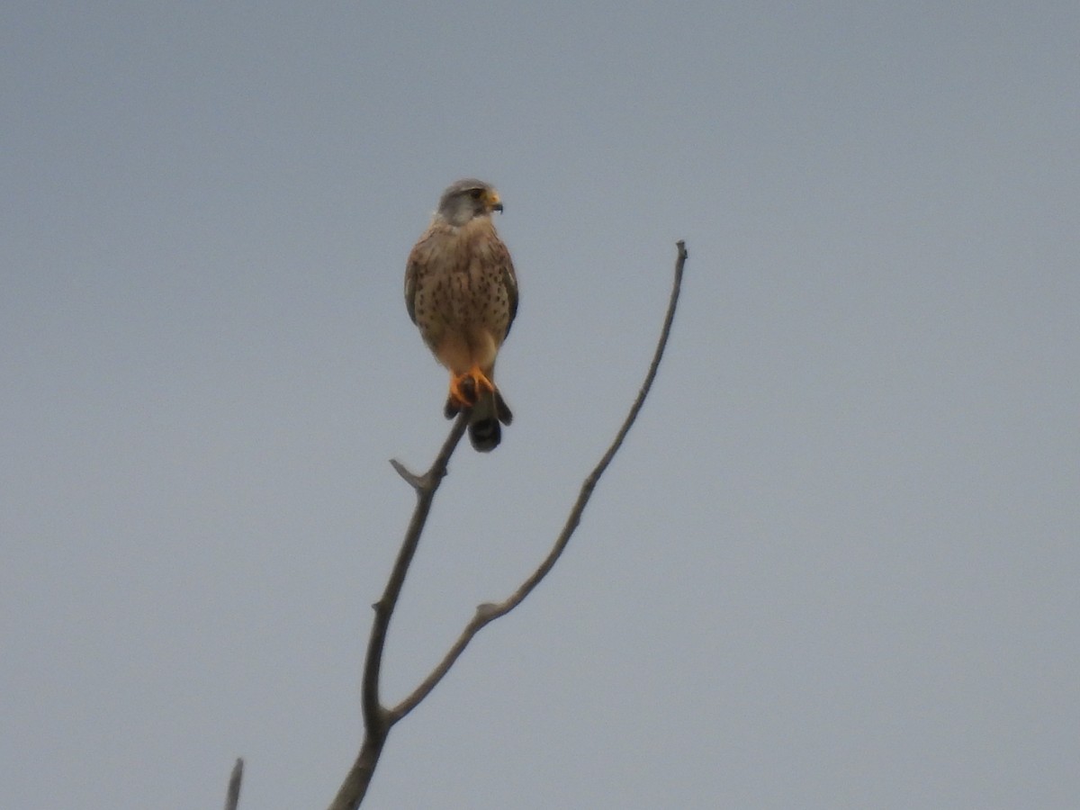 Eurasian Kestrel - ML592632411