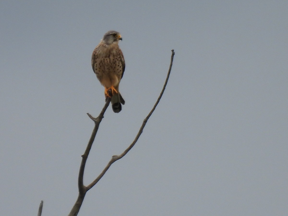 Eurasian Kestrel - Justin Streit