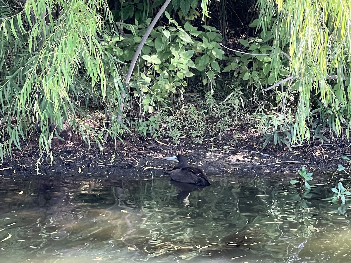 Brown Booby - ML592633911
