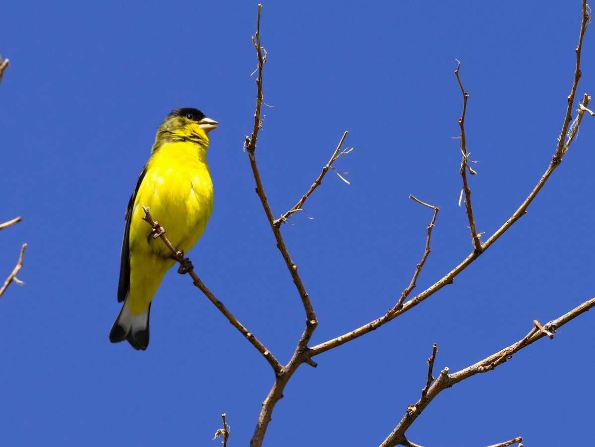 Lesser Goldfinch - ML592635111