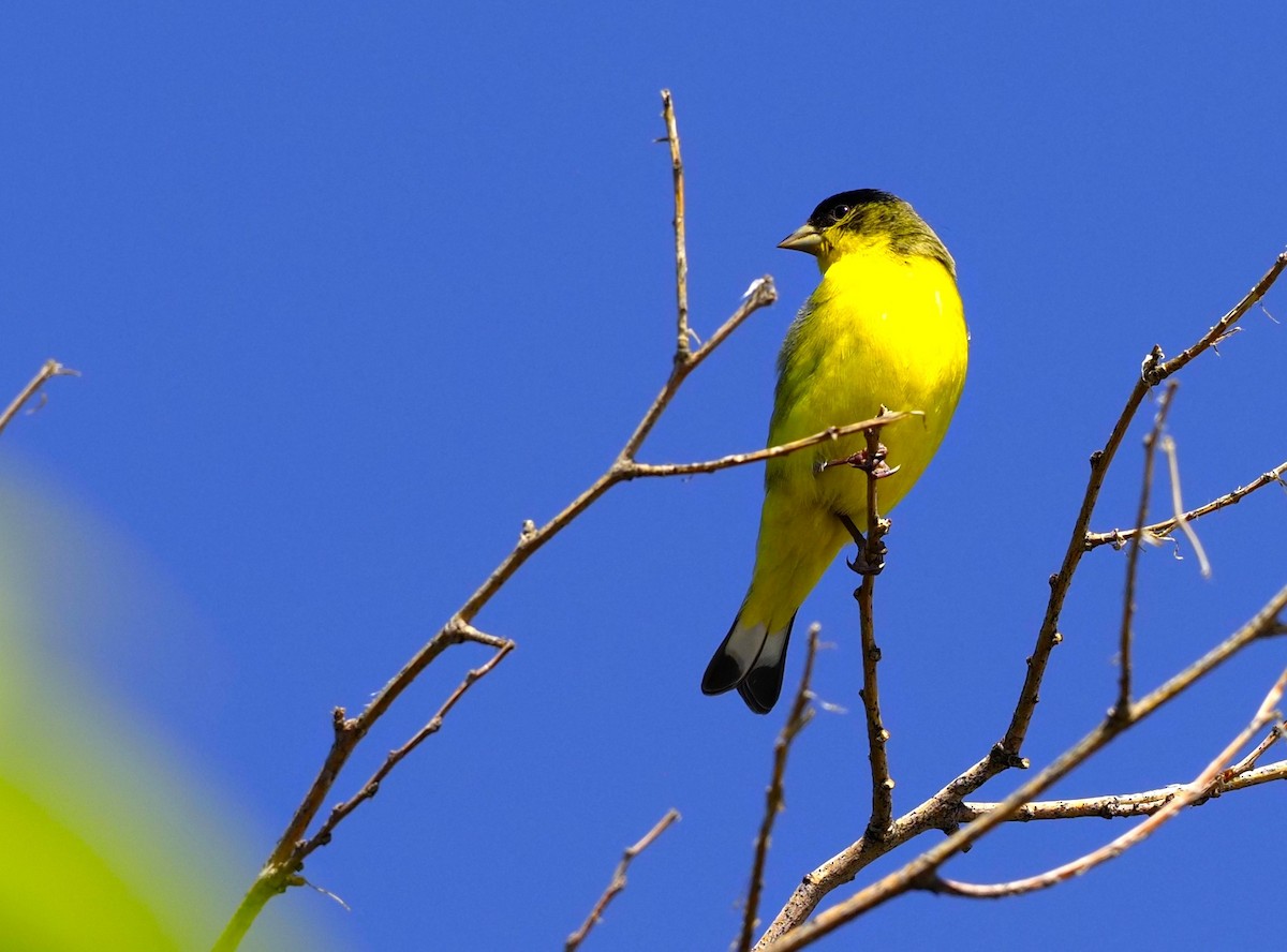 Lesser Goldfinch - ML592635121