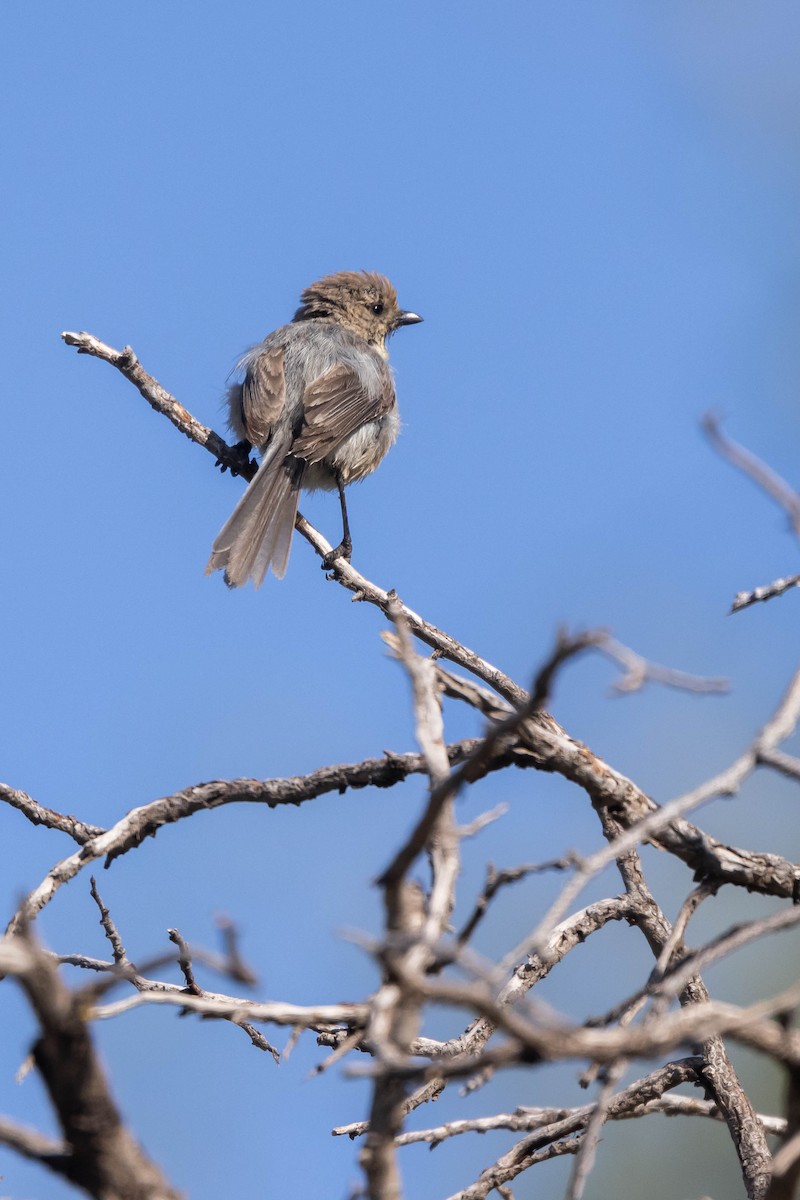 Bushtit (Pacific) - ML592635771