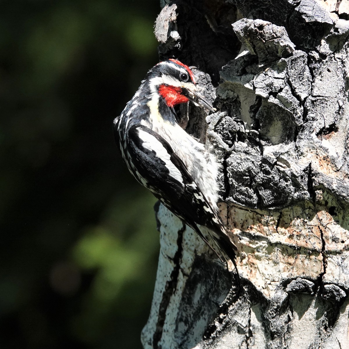 Red-naped Sapsucker - ML592636431