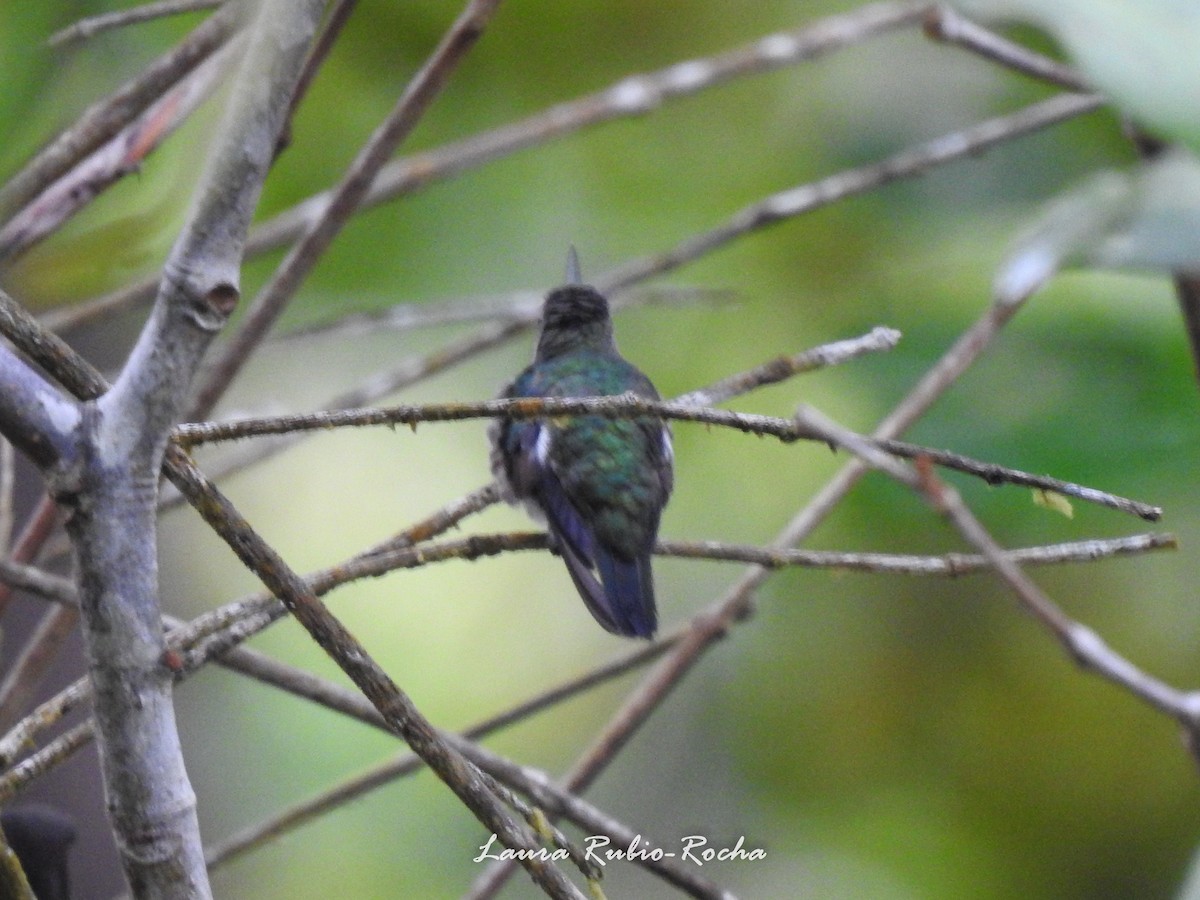 kolibřík Humboldtův - ML592636471