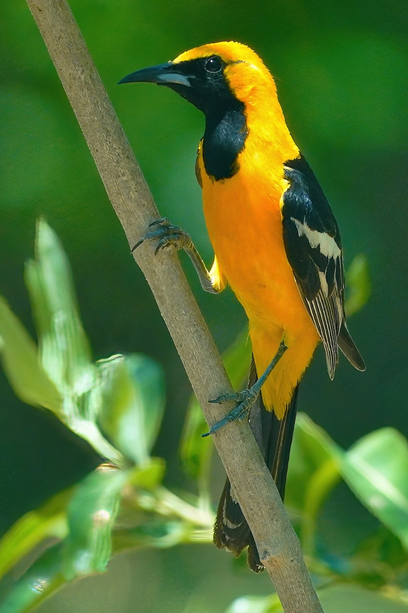 Hooded Oriole - ML592637141