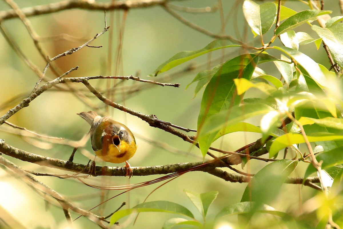 Crescent-chested Warbler - Tim Lenz