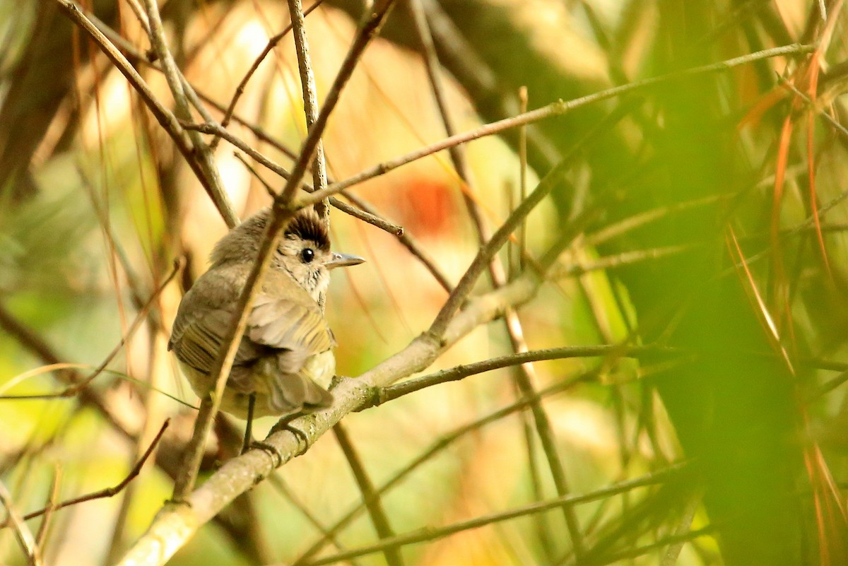 Brown-capped Vireo - ML59263761