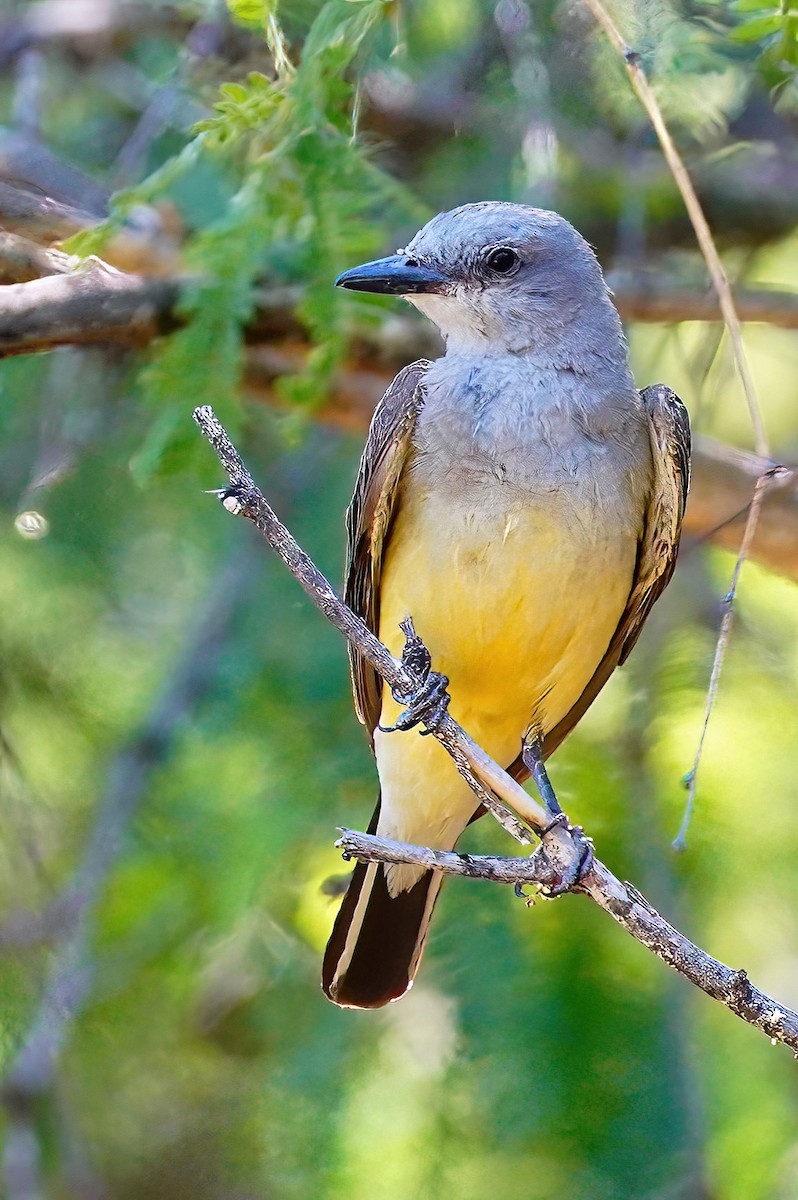 Western Kingbird - ML592637941