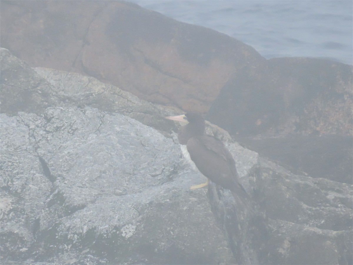 Brown Booby - ML592638721