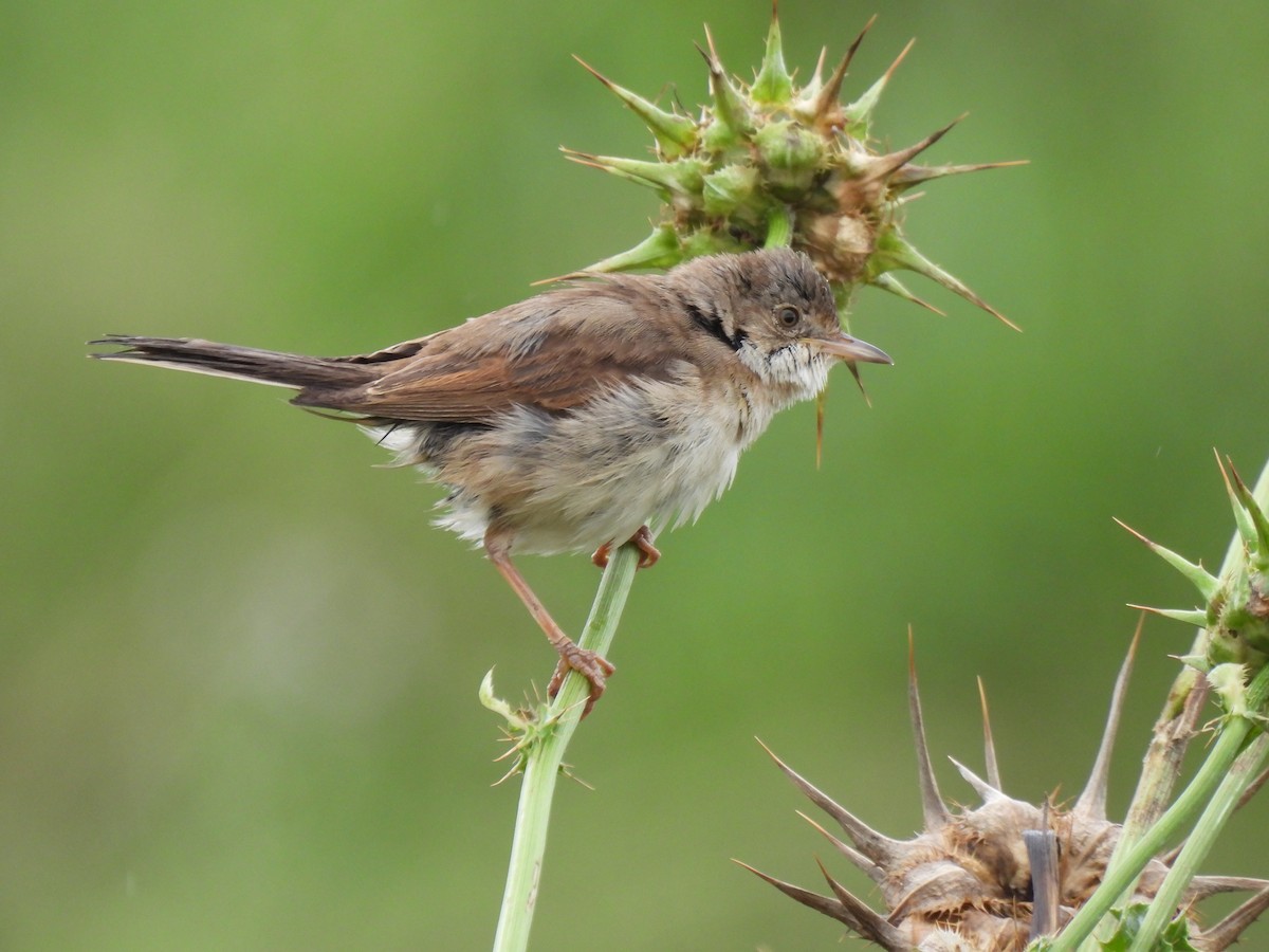 Greater Whitethroat - ML592639111