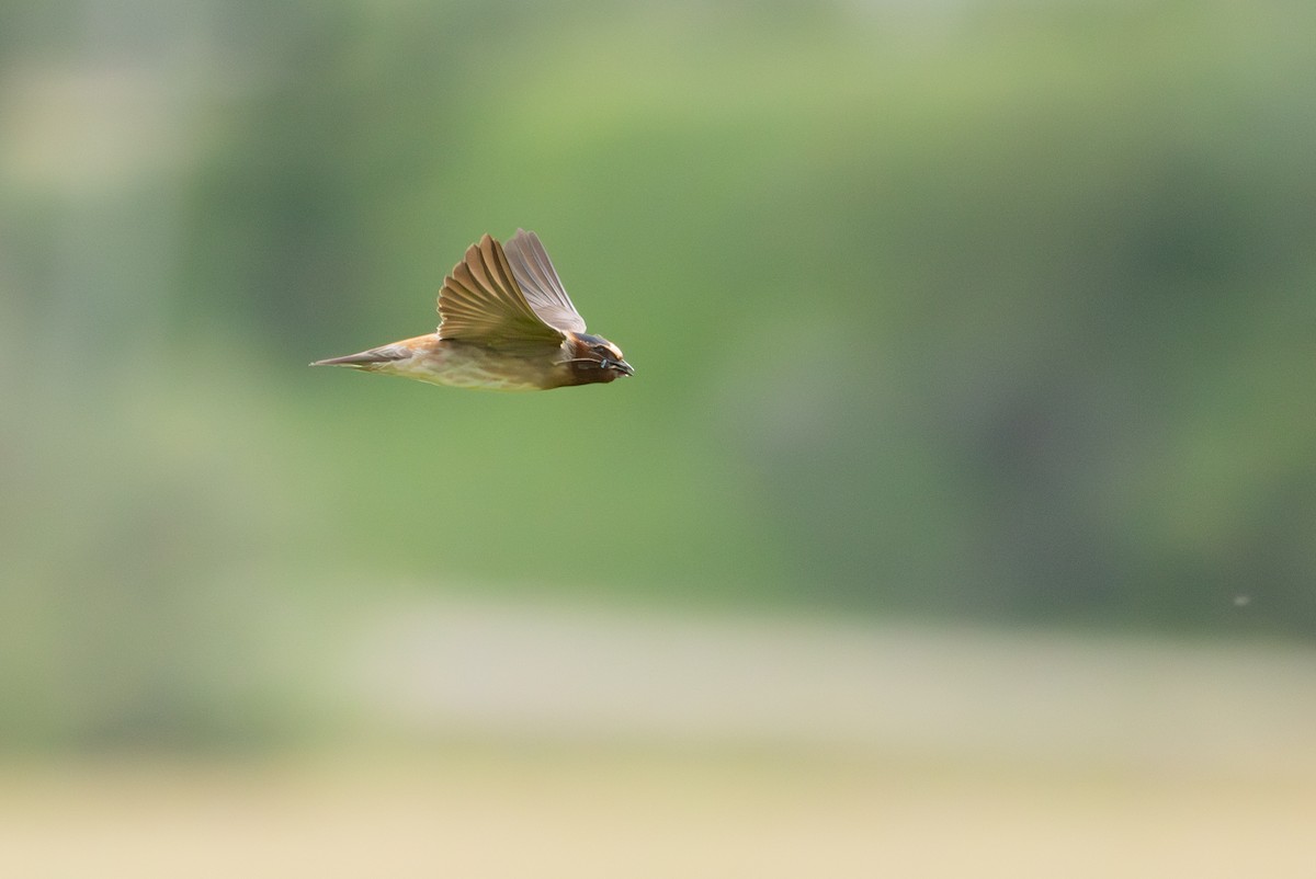 Cliff Swallow - ML592639141