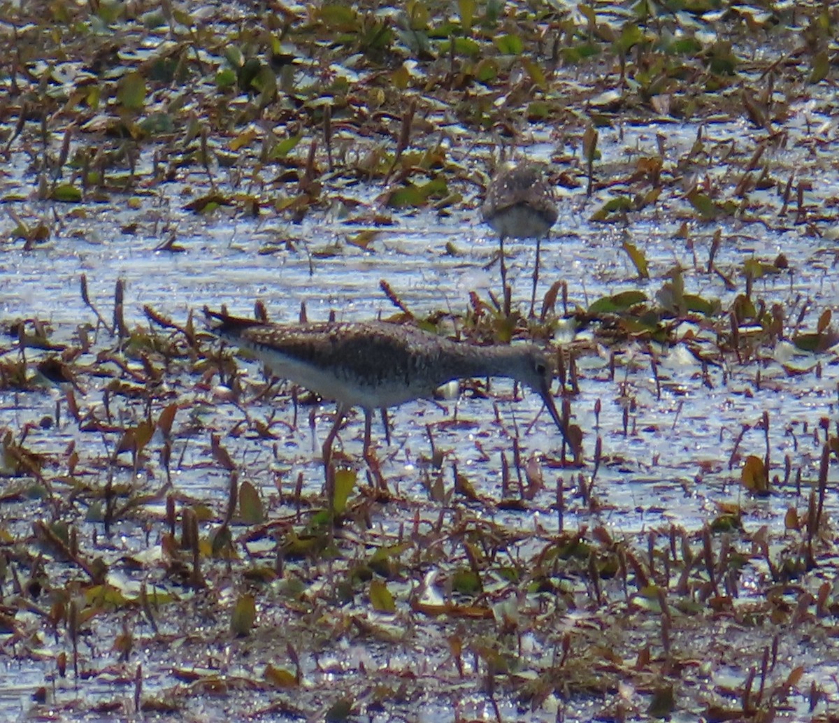 Greater Yellowlegs - ML592639751