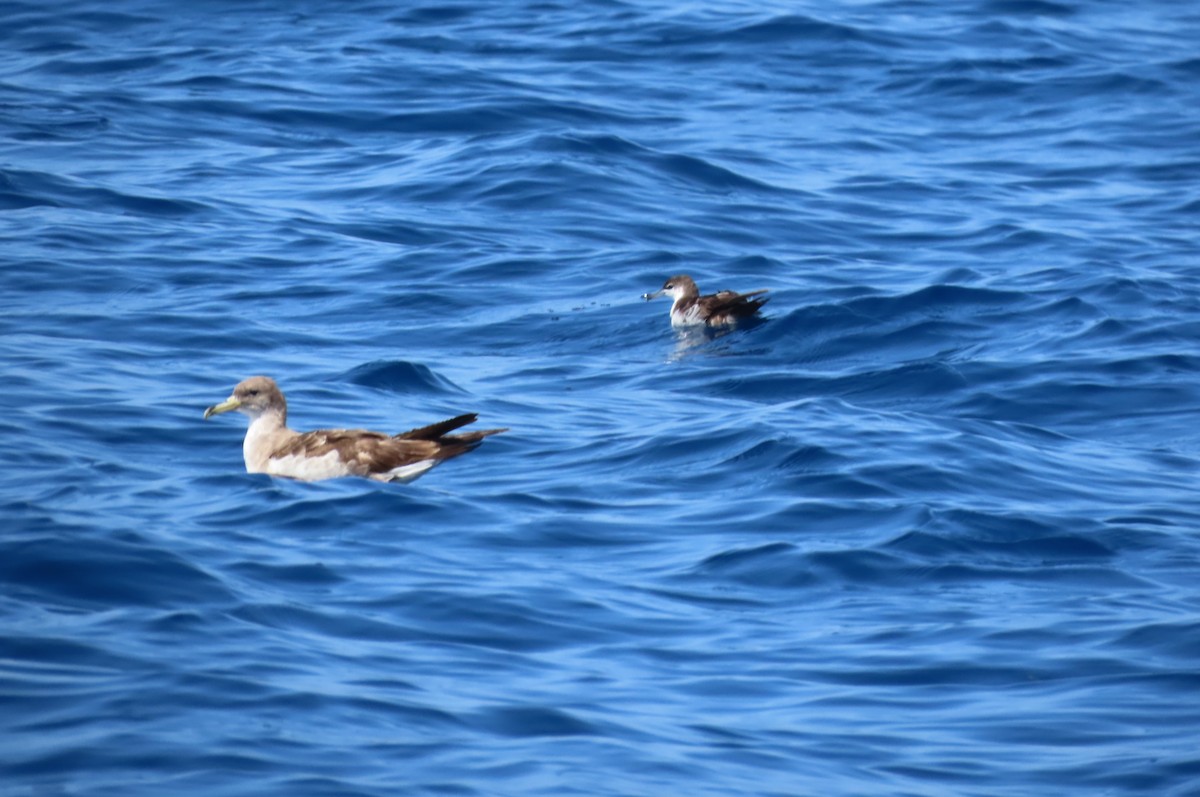 Cory's Shearwater - ML592639921