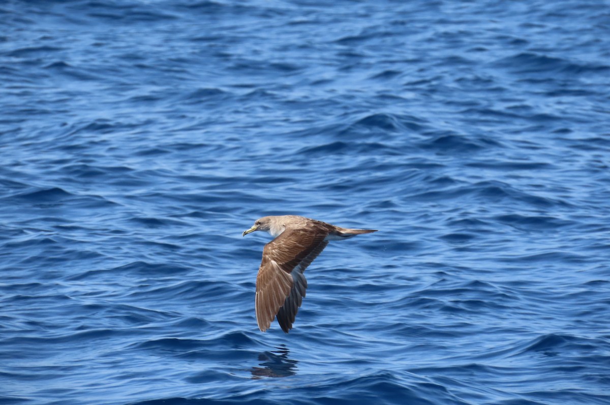 Cory's Shearwater - ML592639931