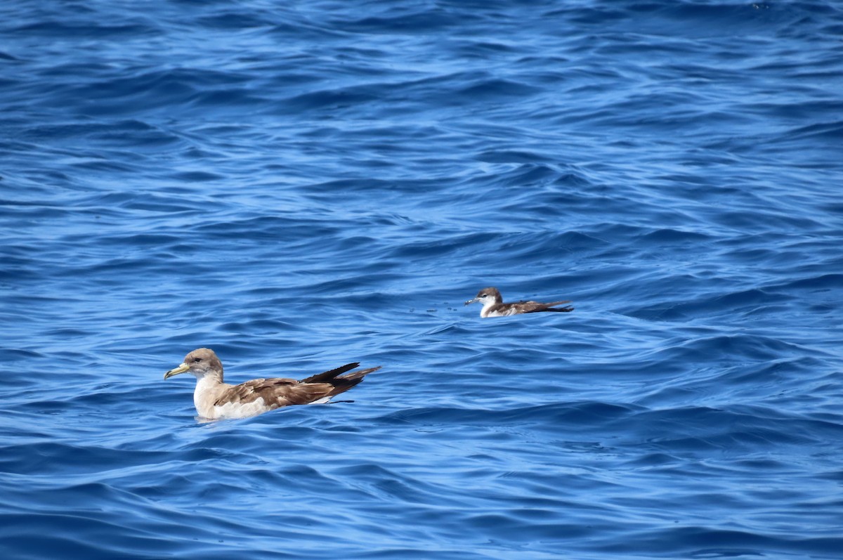 Cory's Shearwater - ML592639941