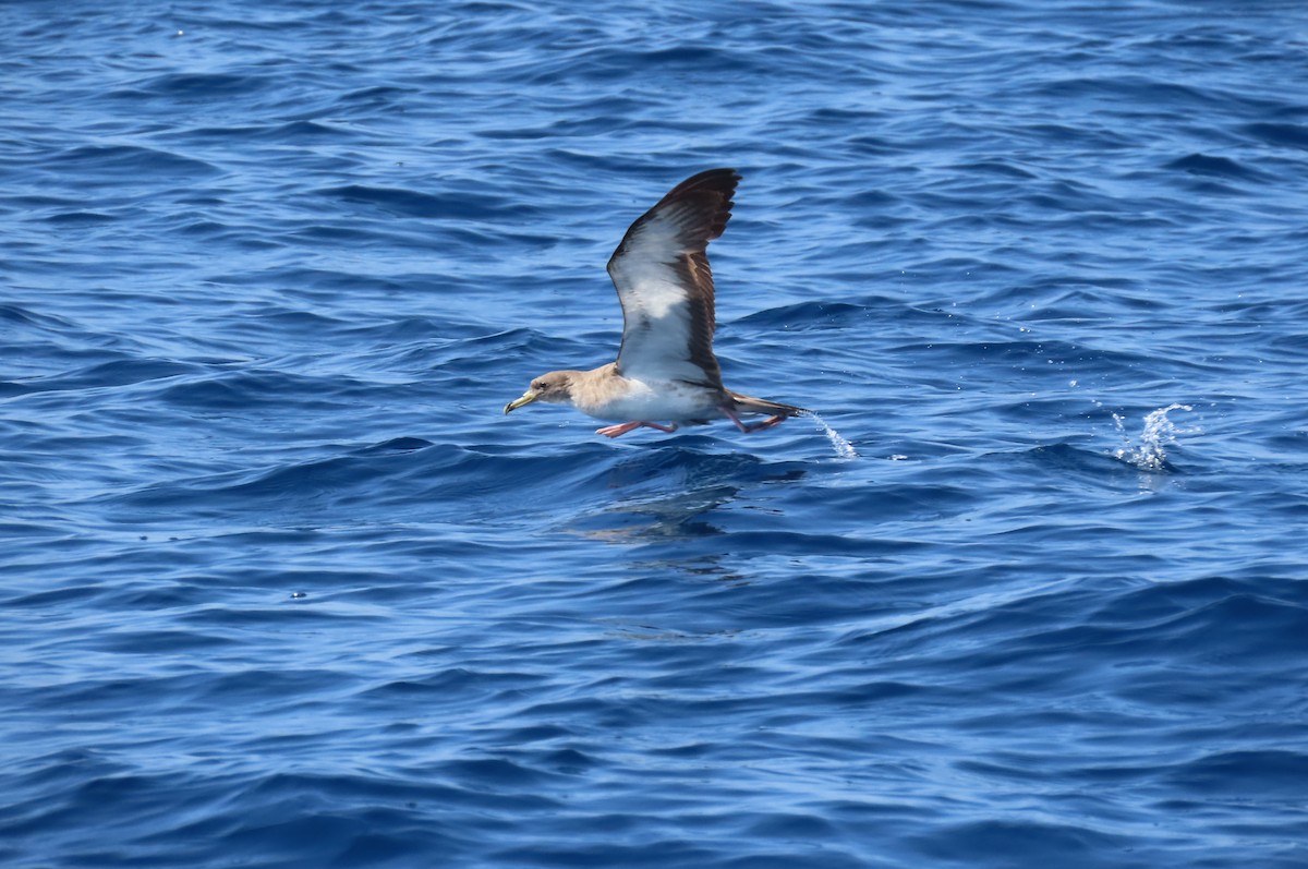 Cory's Shearwater - ML592639951