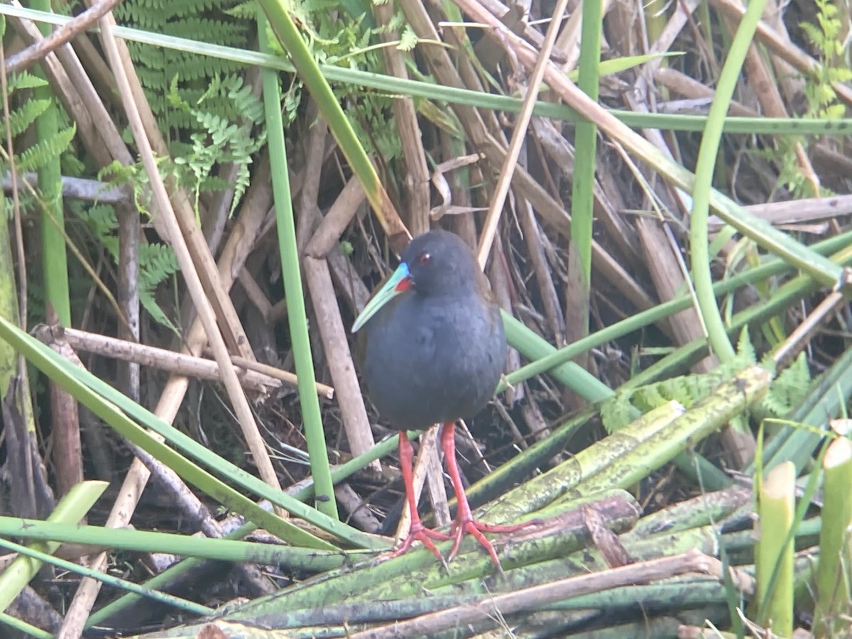Plumbeous Rail - James Purcell