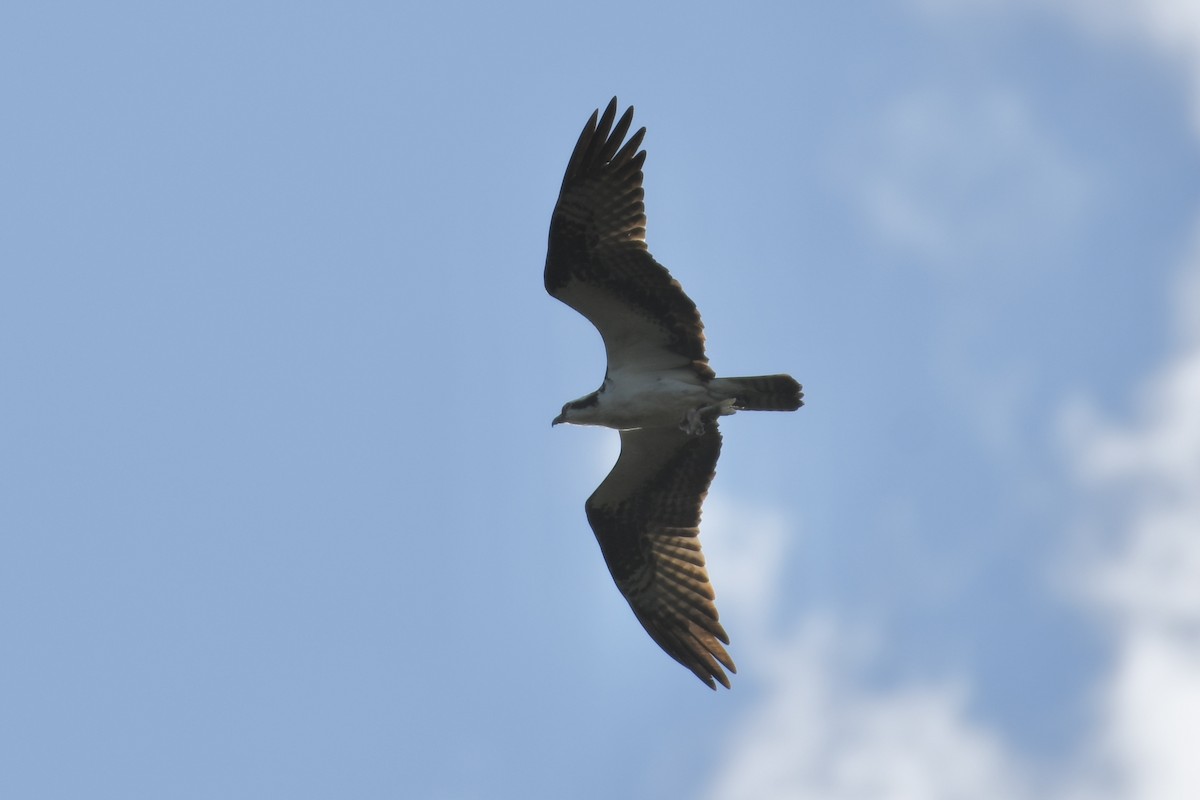 Águila Pescadora - ML592640081