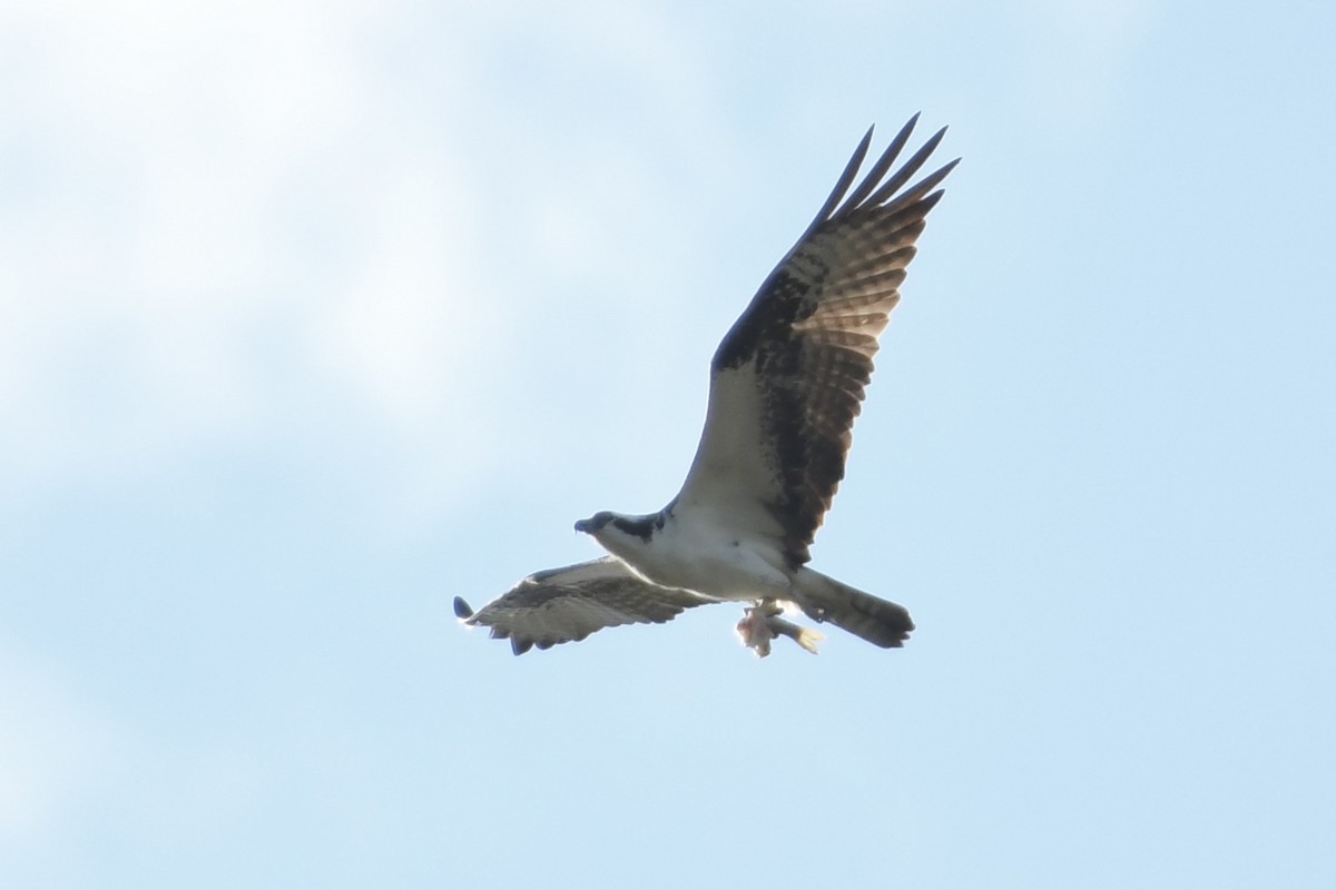 Águila Pescadora - ML592640091