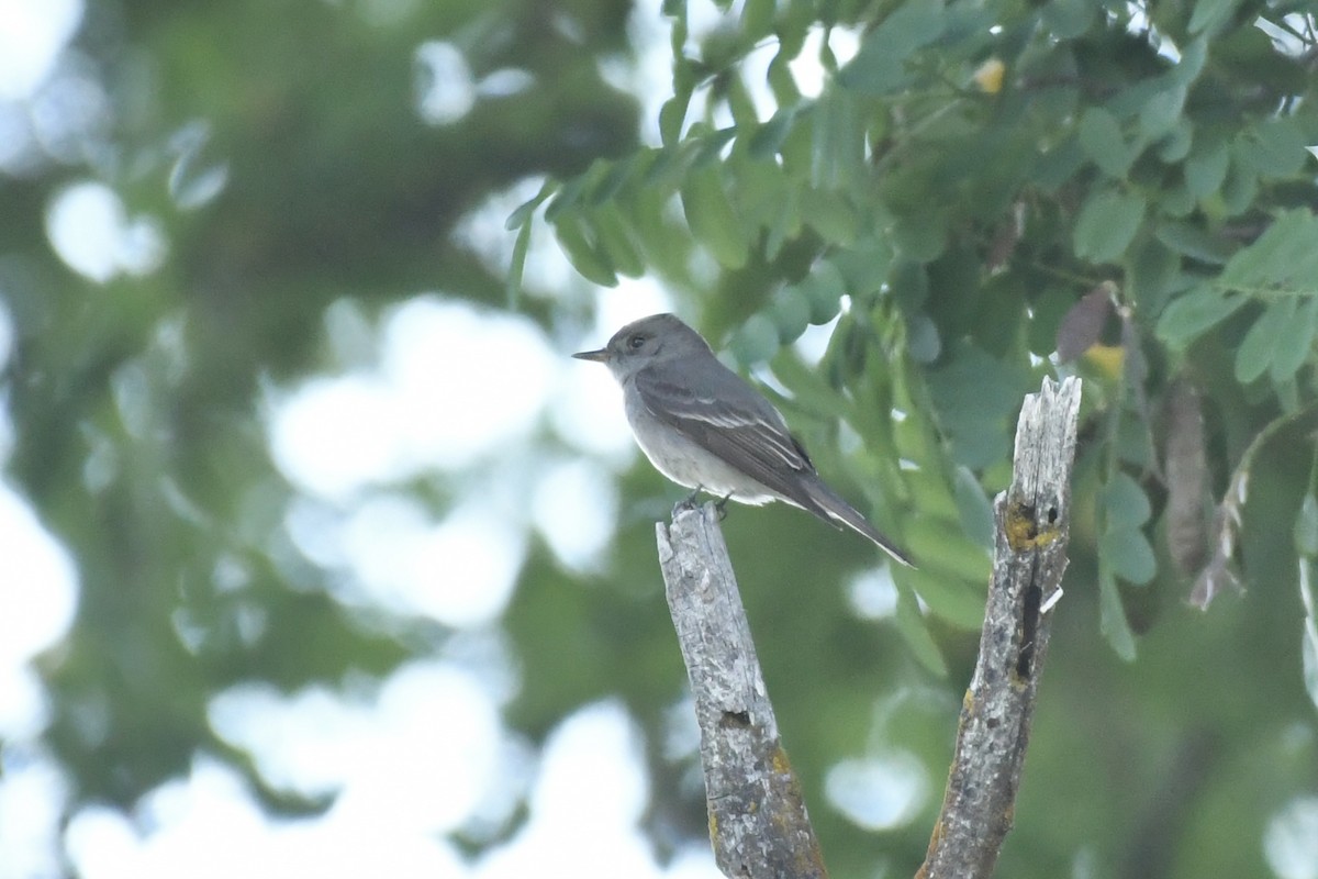 Western Wood-Pewee - ML592640131