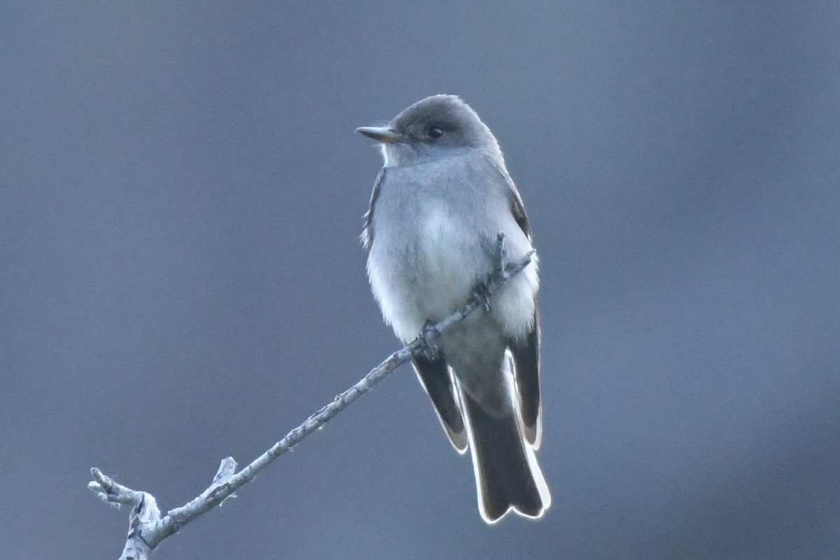 Western Wood-Pewee - ML592640141