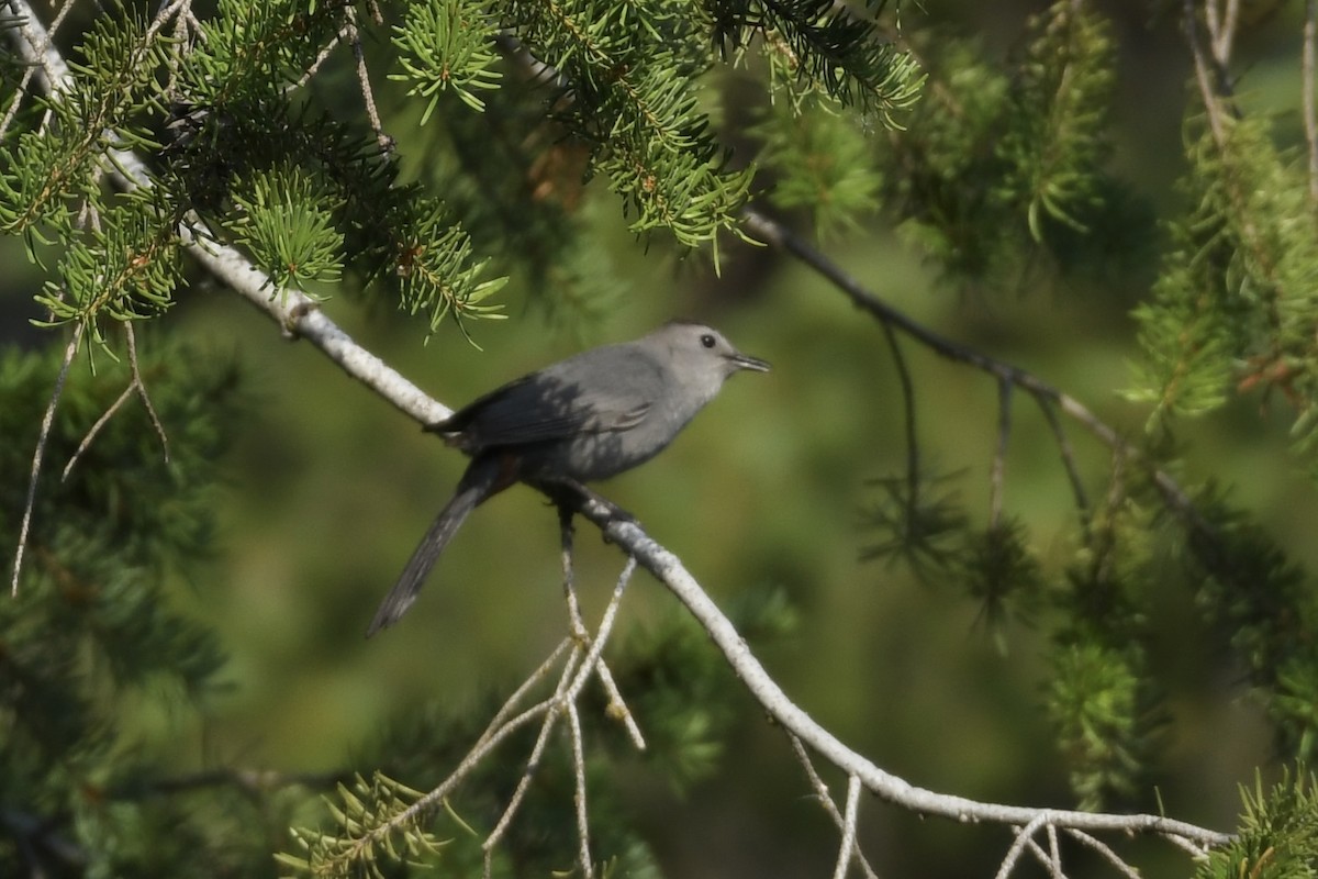 Gray Catbird - ML592640151