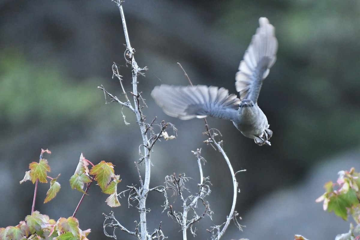 Gray Catbird - ML592640161