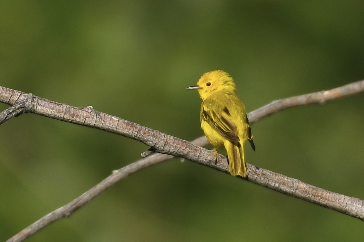 Yellow Warbler - ML592640201