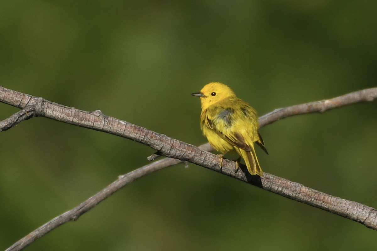 Yellow Warbler - ML592640211