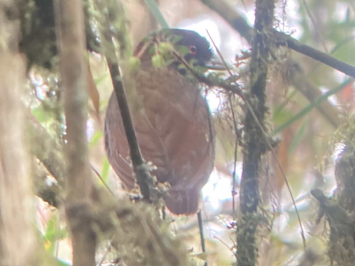 Pale-billed Antpitta - ML592641001