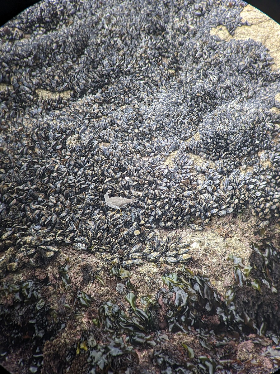 Wandering Tattler - Mataan Peer