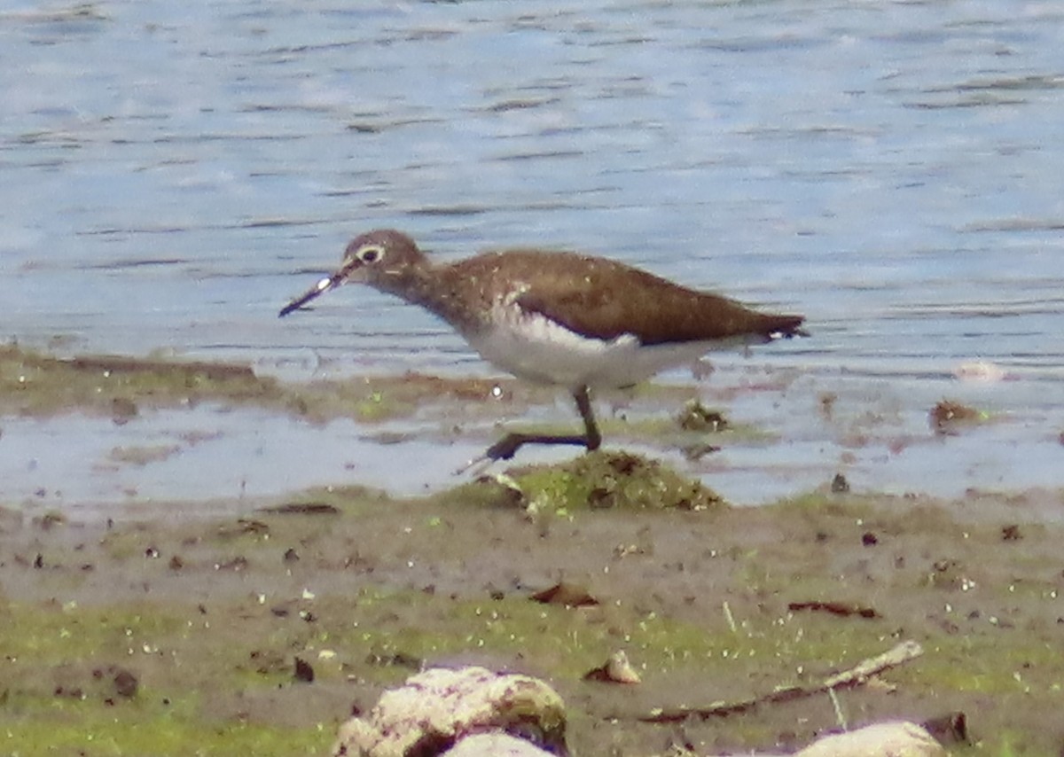 Solitary Sandpiper - ML592641911