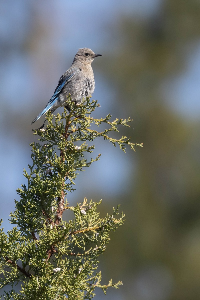 Mountain Bluebird - ML592642721