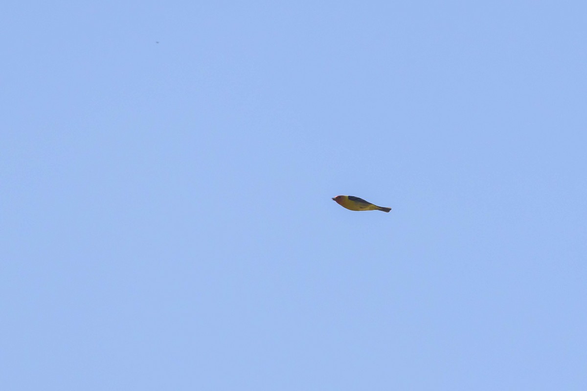 Western Tanager - ML592642761