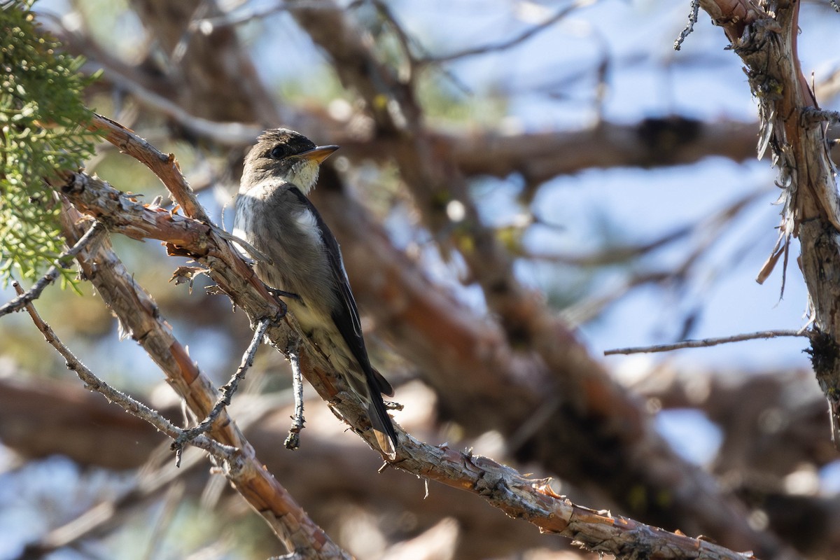 Olive-sided Flycatcher - ML592642821