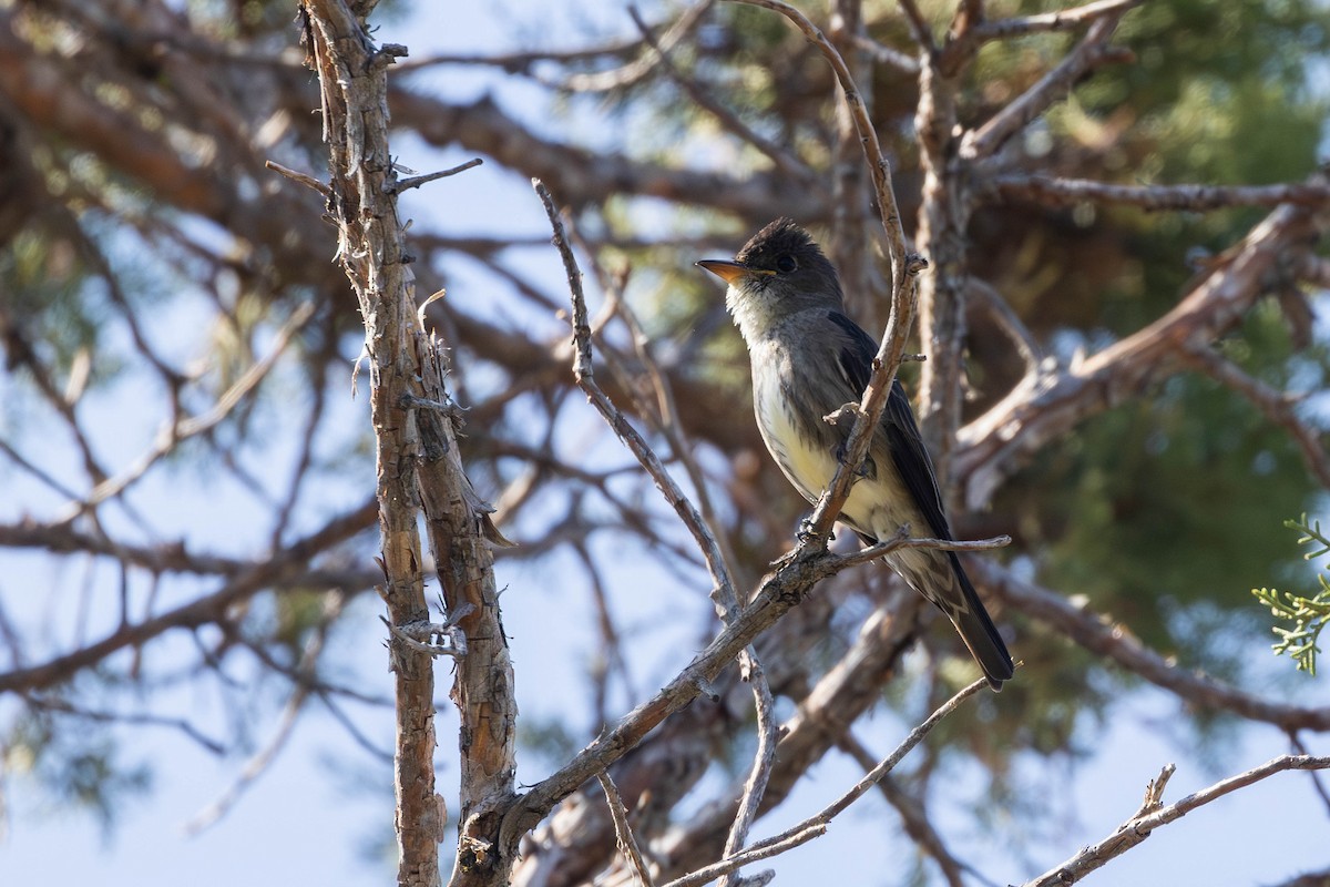 Olive-sided Flycatcher - ML592642831