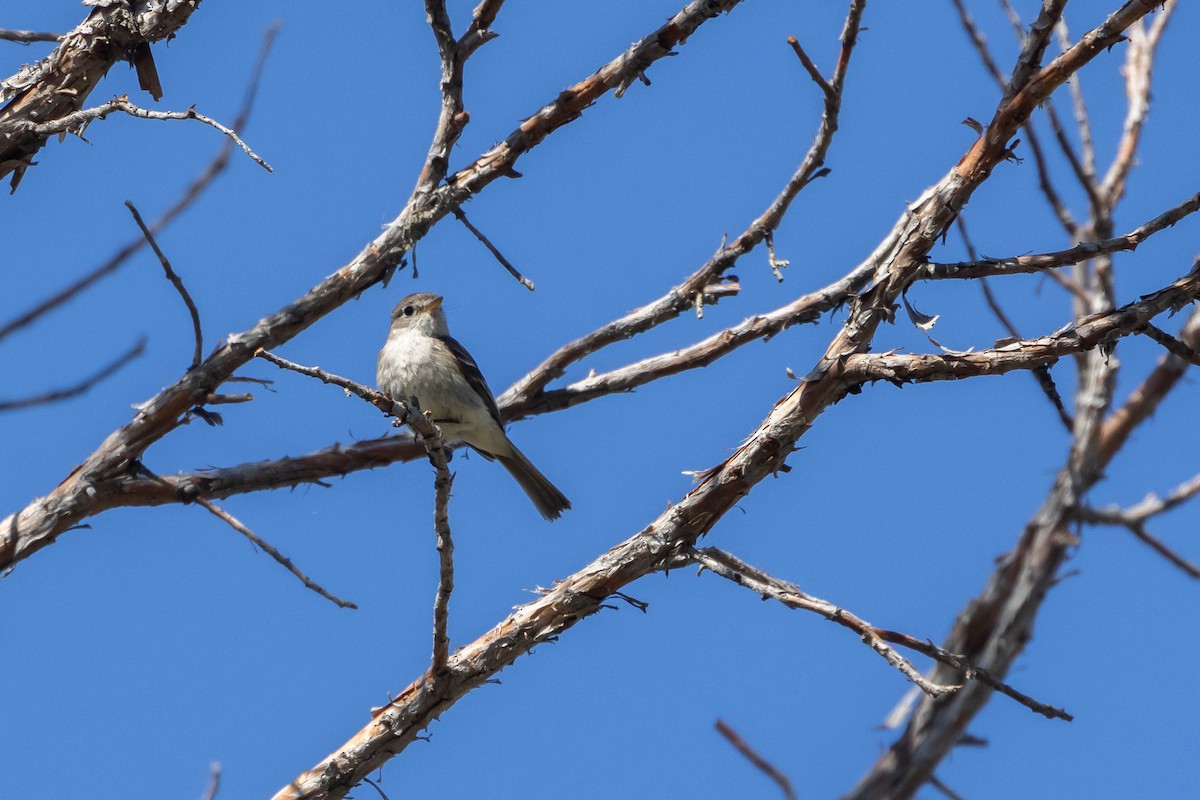 Gray Flycatcher - ML592642881