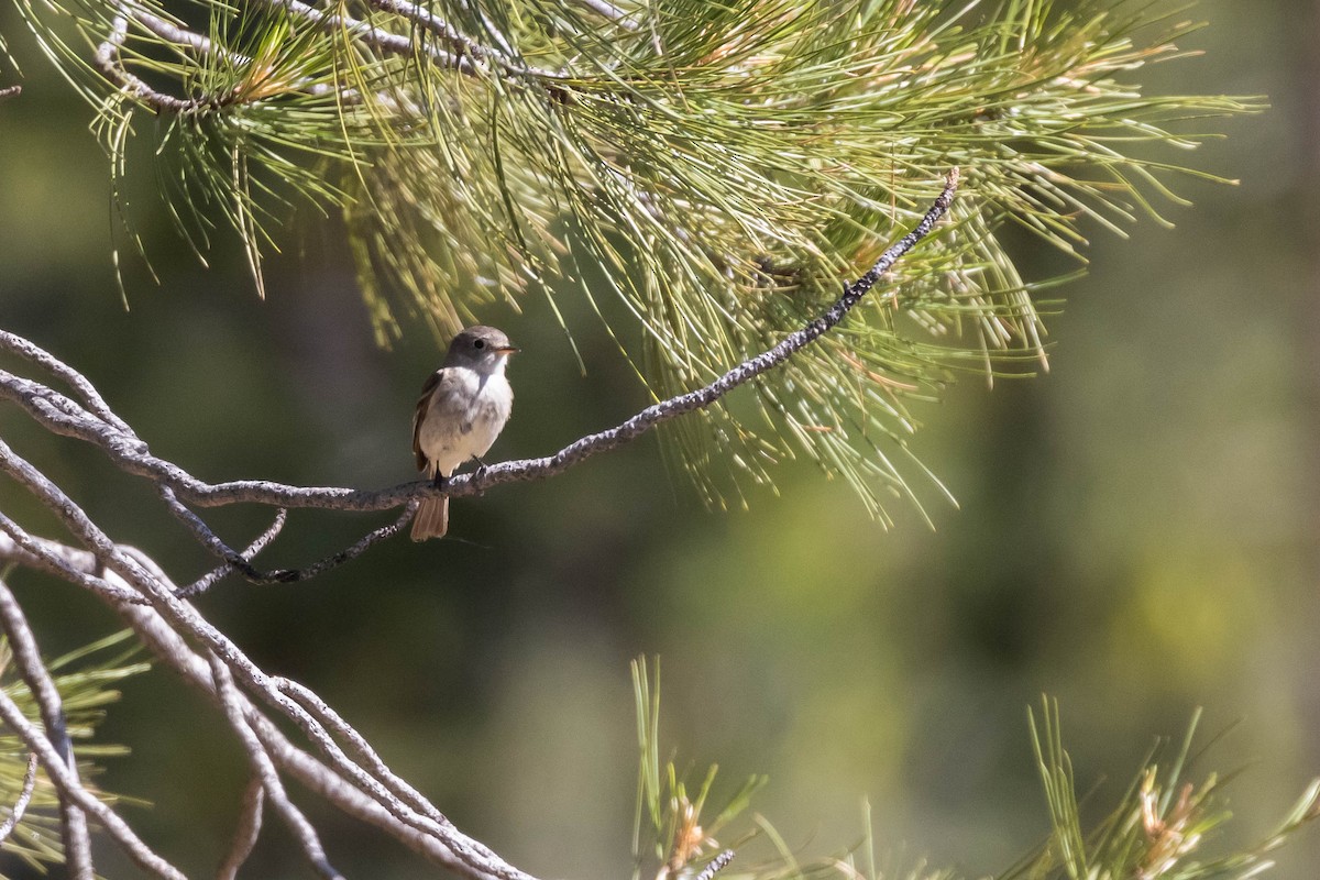 Gray Flycatcher - ML592642891