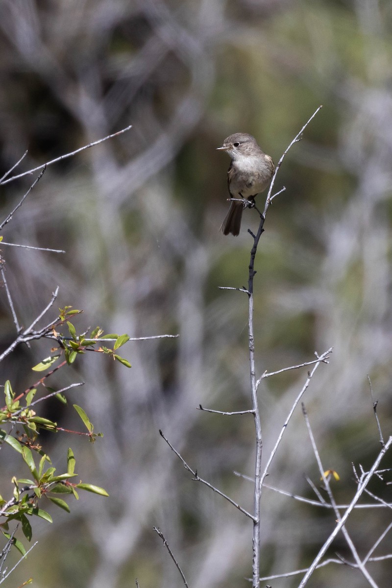 Gray Flycatcher - ML592642911