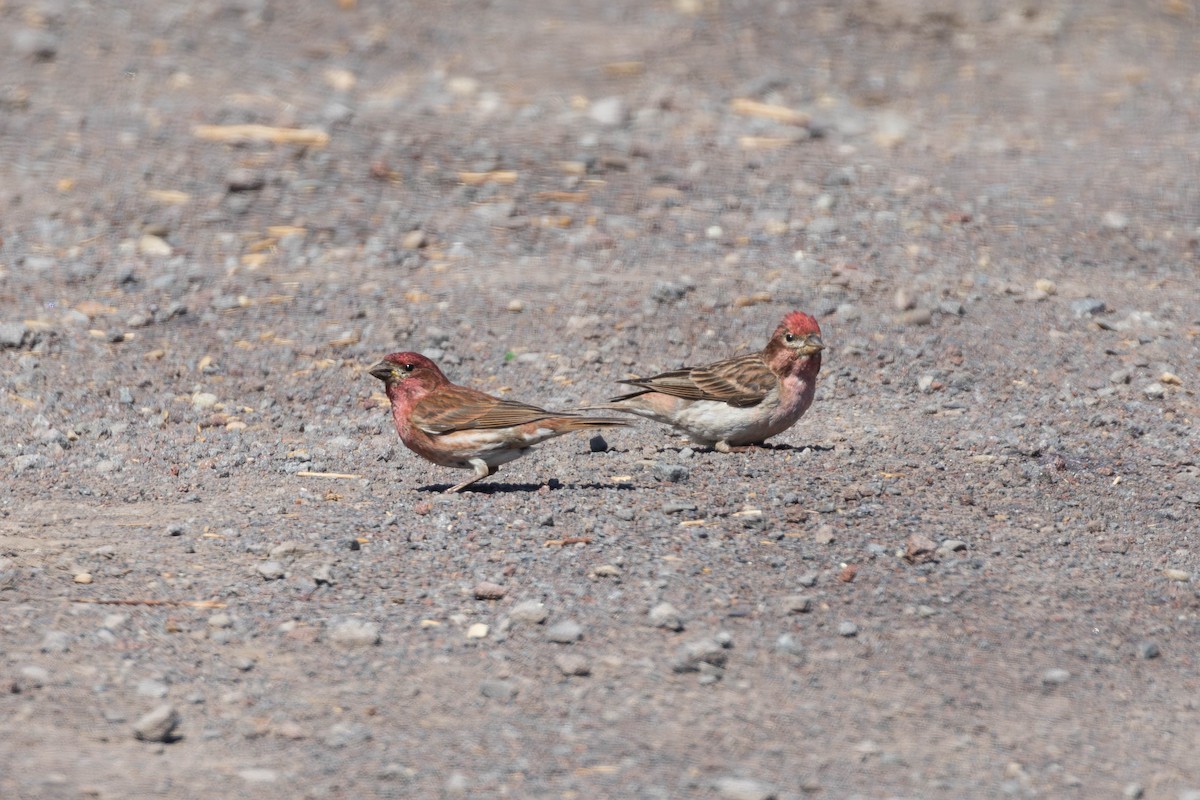Purple Finch (Western) - ML592643061