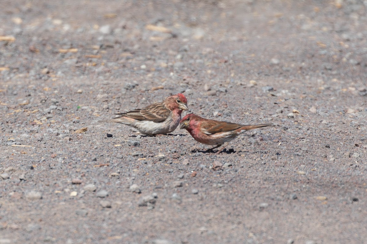 Cassin's Finch - ML592643071