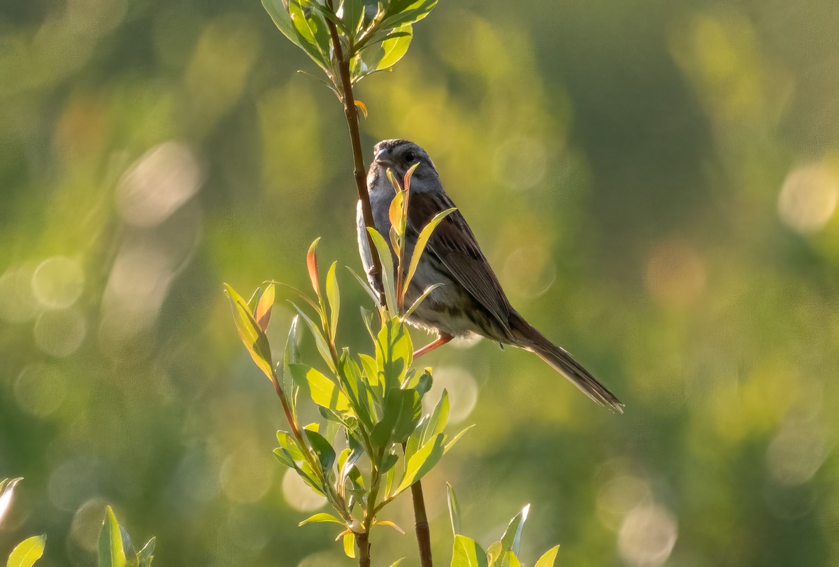 Swamp Sparrow - ML592643441