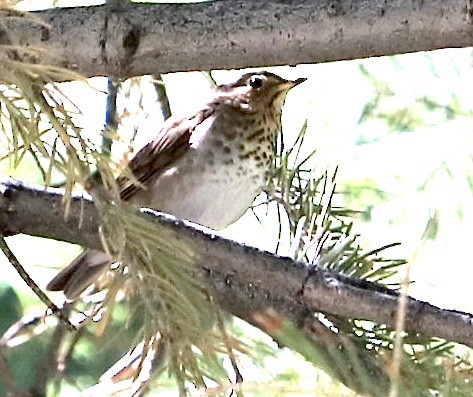 Swainson's Thrush - ML592644301