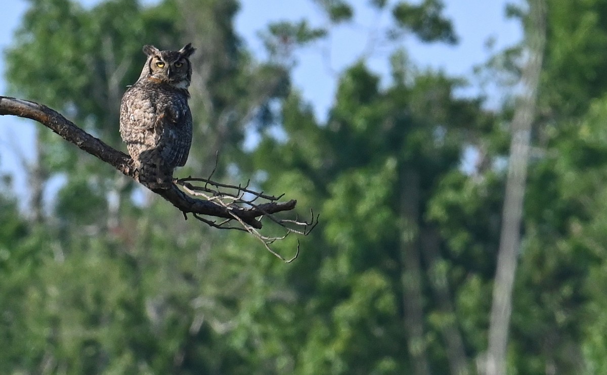 Great Horned Owl - ML592644881