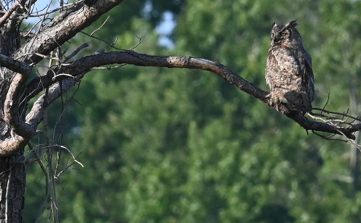 Great Horned Owl - ML592644971