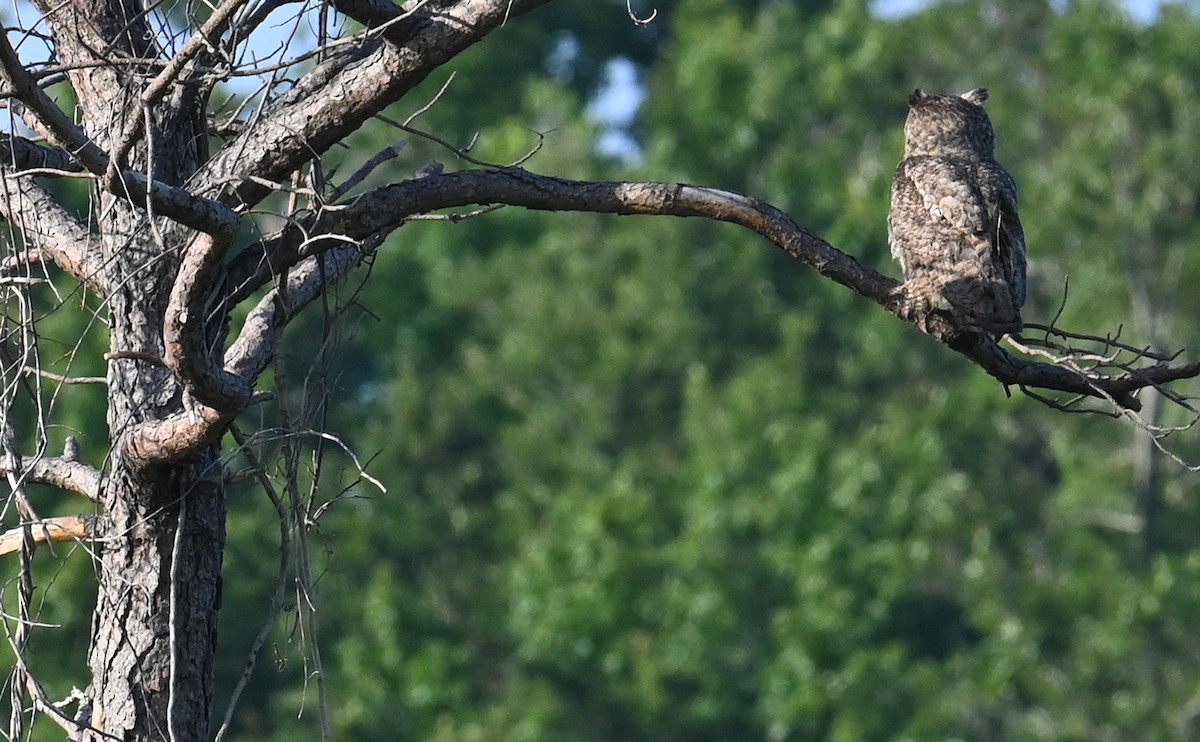 Great Horned Owl - ML592645091