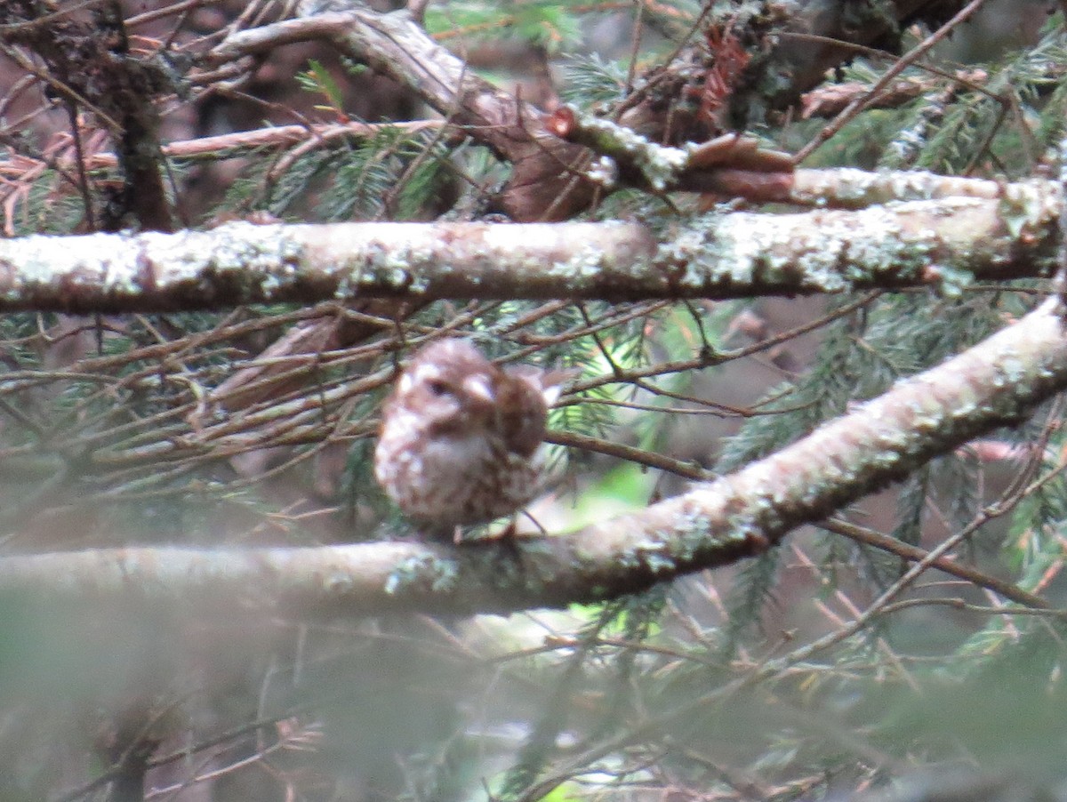 Purple Finch - ML592645121