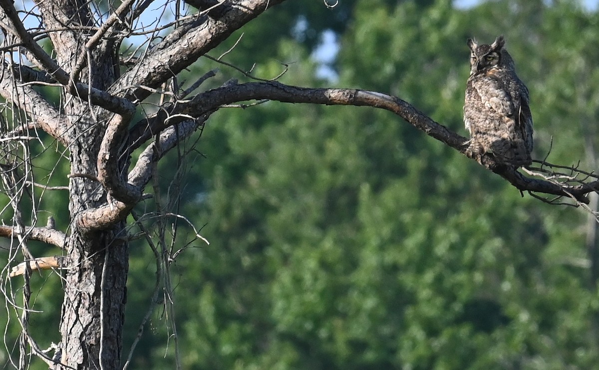 Great Horned Owl - ML592645131