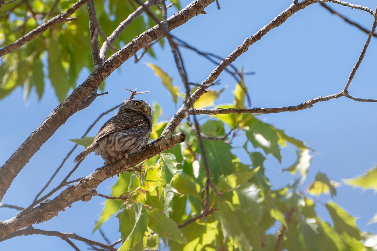 kulíšek mexický (ssp. hoskinsii) - ML592645221