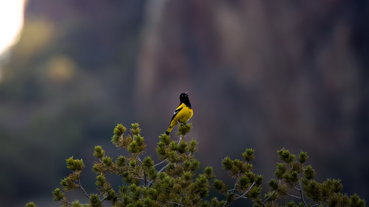 Scott's Oriole - ML592645451